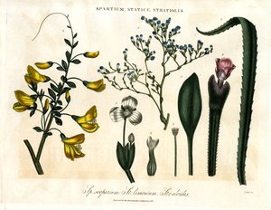 Spartium;Statice és Stratiolis alkotó: John Pass
