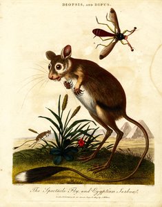 Spectacle Fly és Egyptian Jerboa alkotó: John Pass