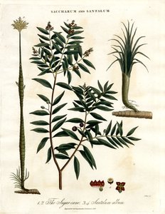 Cukornád és szantálfa alkotó: John Pass