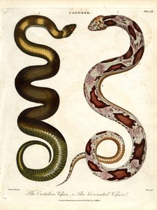 A Crotaline Viper és a Koronázott Vipera alkotó: John Pass