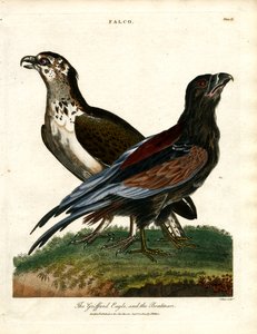 A Griffard sas és a csónakos alkotó: John Pass