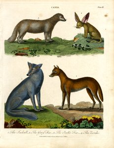 A Jackall;a szürke róka;a sarki róka;és a Zerda. alkotó: John Pass