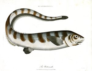 A Notacanth alkotó: John Pass