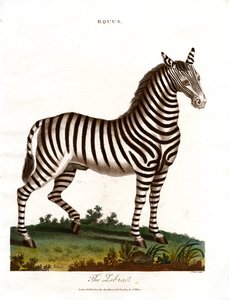 A zebra alkotó: John Pass