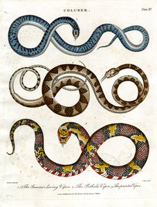 Három különböző viperafajta alkotó: John Pass