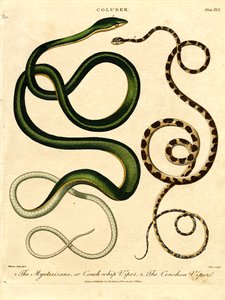 Különböző kígyófajok