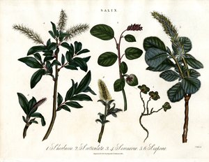 Különböző fűzfafajok (Salix) alkotó: John Pass