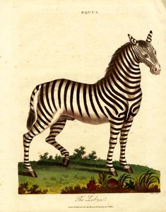 Zebra (Equus) alkotó: John Pass