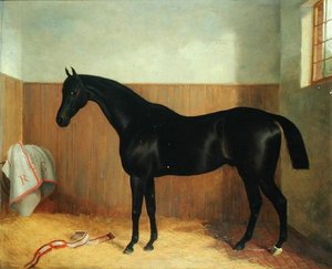 Tommy, Egy ló portréja, 1870-es évek (olaj, vászon) alkotó: John Paul