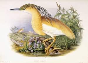 Buphus Comatus, 1862-1863 körül (kézzel színezett litografált lemez) alkotó: John and Richter Henry Constantine Gould