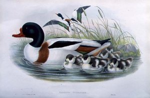 Sheldrake (Tadorna Vulpanser) (kézzel színezett litho) alkotó: John and Richter Henry Constantine (after) Gould