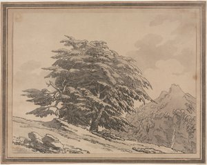 Az erdei fák általános jellegének elágazásai és lombjai: Cedar, 1789. alkotó: John Robert Cozens