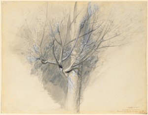 Rügyező platán alkotó: John Ruskin