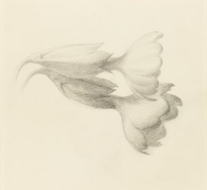 Cowslip Bells, valószínűleg 1871. alkotó: John Ruskin