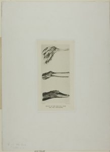 Fűrészcsőrű kacsa és két krokodil feje alkotó: John Ruskin