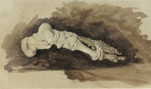 Egy női ember lábának csontjai (ceruza wc-vel és testszín papíron) alkotó: John Ruskin