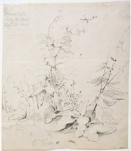 Study of Weeds, Kirkstall alkotó: John Sell Cotman