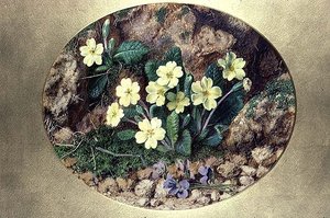 Primula és Ibolya