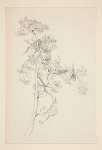 Fa és lombozat alkotó: John Singer Sargent