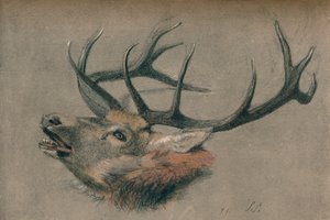 „Tanulmány egy szarvasfejről”, 1901 alkotó: John Sydney Steel