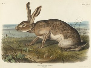 Texian Hare, 1848 (kézzel színezett litográfia szőtt papíron)