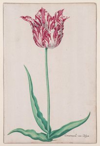 Egy tulipán tanulmányozása (Jasper Marbled) alkotó: John Thomson