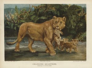 Változó negyed: az oroszlán kölykeit mozgatja (chromolitho) alkotó: John Trivett Nettleship