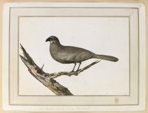Egy lómadár rajza; 1777. február 12. és 25. között új-zélandi látogatása során, Cook kapitány harmadik útján. alkotó: John Webber