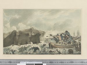 F.32 Sea Horses, 1773-84 körül (akvarell) alkotó: John Webber