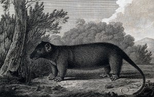 Oposszum, metszet John Webber (1750-1793) rajza nyomán, James Cook harmadik utazása során alkotó: John Webber