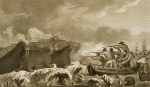 Tengeri lovak, J. Heath ábrái, E. Scott metszete, 52. tábla a "Journal of a Voyage to the South Seas" című könyvből, átírva Sydney Parkinson irataiból, pub. 1823 alkotó: John Webber