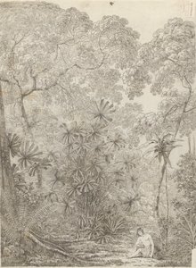 Krakatau legyezőpálma alkotó: John Webber