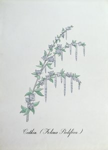 Catkin (Felina Prolifica.), illusztráció John Weir „A botanika hamis könyvéből”