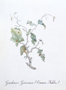 Kertész panasza (Common Fahlia), illusztráció John Weir „A botanika hamis könyvéből”