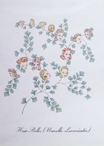 Hair-Belles (Marcella Luxuriantia), illusztráció John Weir „A botanika hamis könyvéből”
