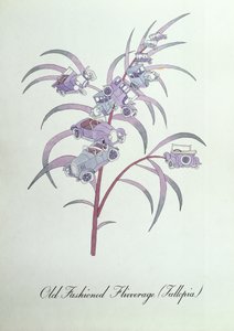 Old Fashioned Flivverage (Fallopia.), illusztráció John Weir „A botanika hamis könyvéből” alkotó: John Weir