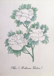 Lángvirág. (Muttonica Idiotica), illusztráció: John Weir „The Bogus Book of Botany” alkotó: John Weir