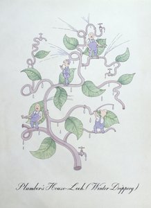 Vízvezeték-szerelő póréhagyma (Water Drippery), illusztráció John Weir „A botanika hamis könyvéből”