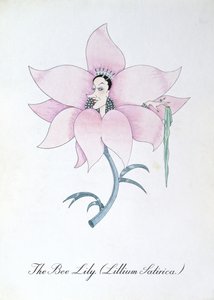 Méhliliom (Lilium Satirical.), illusztráció John Weir „A botanika hamis könyvéből”