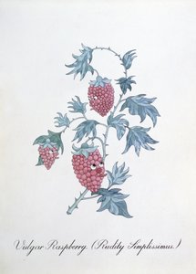 Vulgáris málna (Rudity Simplissimus), illusztráció a Botanika hamis könyvéből, John Weir