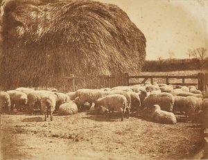 [Birkák egy karámban] alkotó: John Whistler