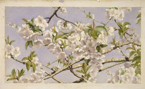 Apple Blossoms, 1874 körül (wc papíron)
