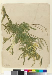 Akác, 1805 (wc, toll, tinta és ceruza) alkotó: John William Lewin