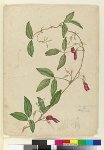 Kennedia rubicunda, 1803-06 körül (wc, toll, tinta és ceruza) alkotó: John William Lewin