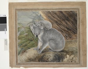 Koala és fiatal, 1803, J.W. Lewin, 1803 (wc és gouache)
