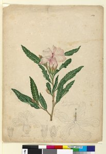104. oldal Hibiscus heterophyllus, c.1803-06 (wc, toll, tinta és ceruza)