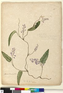 107. oldal Glycine bimaculataGlycine tabacina?, c.1803-06 (wc, toll, tinta és ceruza) alkotó: John William Lewin