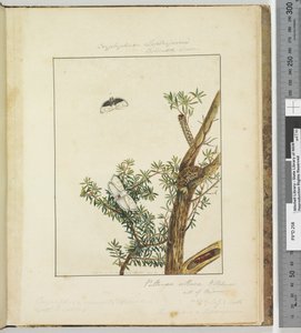 11. oldal. 3. tábla Cryptophasa Septosfermi Pultenae Lewin, 1803-04 (kézzel színezett rézkarcnyomatok) alkotó: John William Lewin