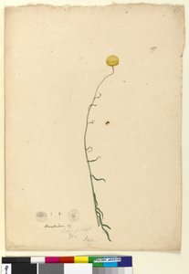 127. oldal. Craspedia, c.1803-06 (wc, toll, tinta és ceruza) alkotó: John William Lewin