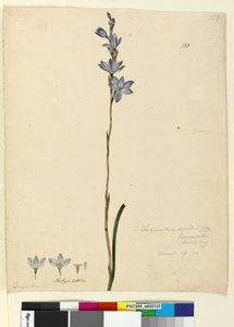 133. oldal Thelymitra ixioides, c.1803-06 (wc, toll, tinta és ceruza) alkotó: John William Lewin